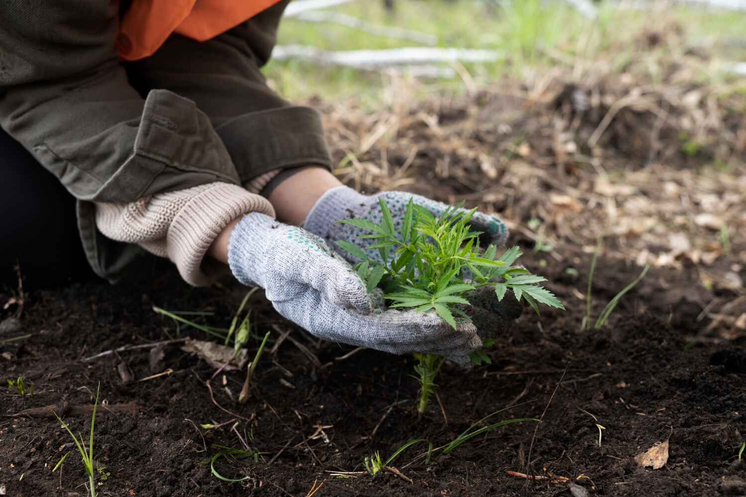 Best Tree Root Removal  in Rochester, MN